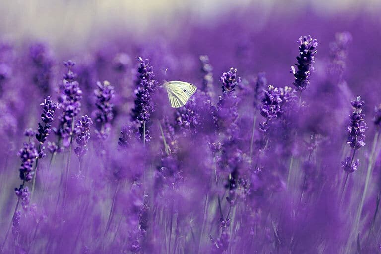 Lavendel ist für viele ein sehr angenehmer Geruch