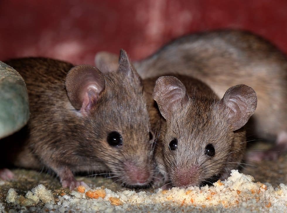 Wie Ungeziefer sehen solche süßen Mäuse gar nicht aus, aber im Haus will man davon möglichst keine haben. 