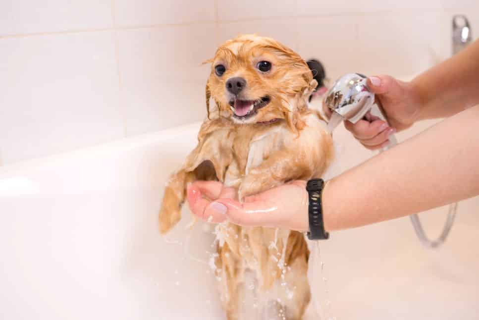 In der Badewanne kann man das Fell eines Hundes relativ leicht von Flöhen befreien. 