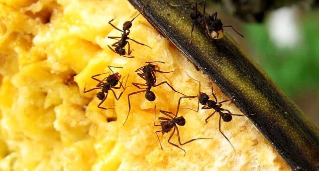 Schädlinge im Haus - Ameisen