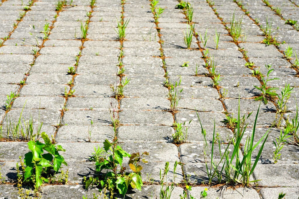 Gerade Unkräuter, die zwischen den Pflasterfugen wachsen, stören manchen Nachbarn und Gartenfreund. 